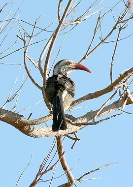 Ground Hornbill