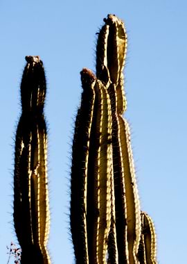 Cacti