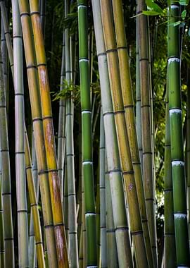 Bamboo forest