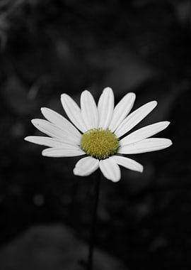 White Daisy