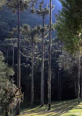 Gateway to the woods