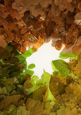 background color season