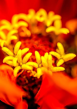 Zinnia Secret Garden