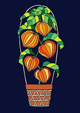 Chinese Lantern Plants