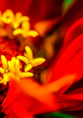 Zinnia Secret Garden Right