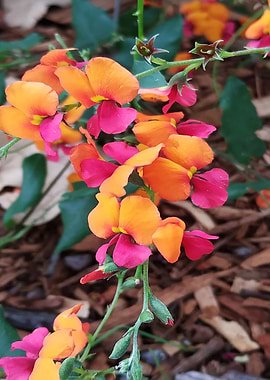 Flame Pea Flowers