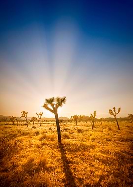 Joshua Tree Sunrays