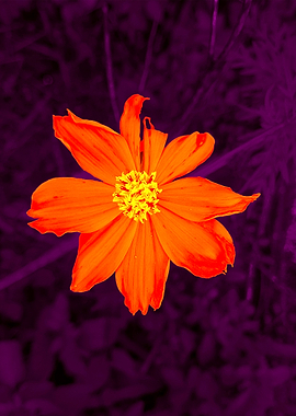 Orange Flower