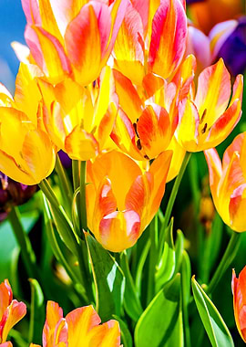 Tulips Color Gala