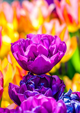 Tulips Color Gala