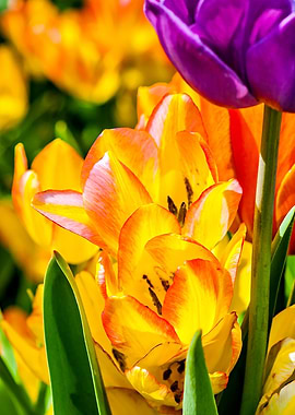 Tulips Color Gala