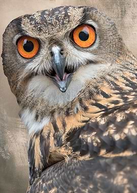 real owl in the farm