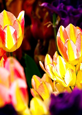 Tulips Color Gala