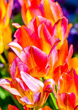 Tulips Color Gala