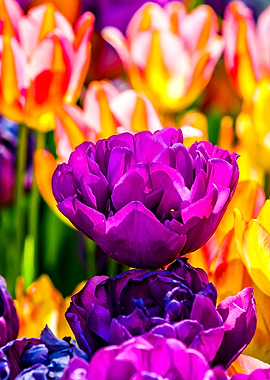 Tulips Color Gala