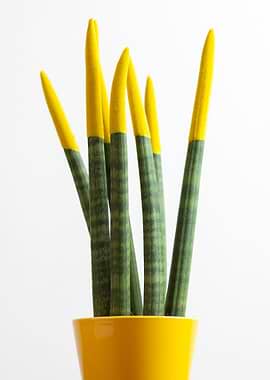 Sansevieria yellow color