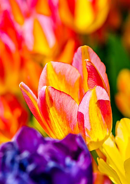 Tulips Color Gala