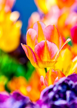 Tulips Color Gala