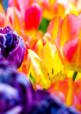 Tulips Color Gala