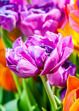Tulips Color Gala