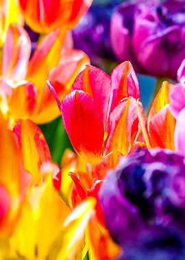 Tulips Color Gala
