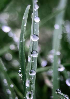 Morning dew 1