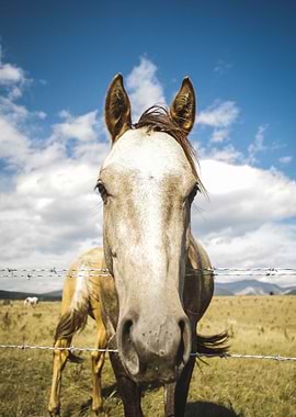 Horse Portrait