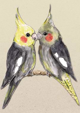 Two cute cockatiels