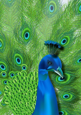 Proud peacock
