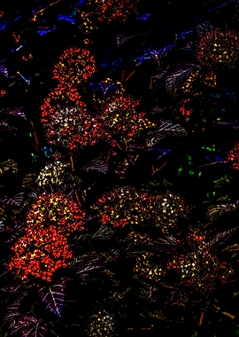 Ninebark Bush Right Part