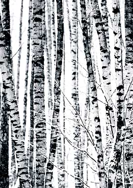 Birch Trees In Black White