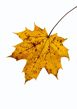 Yellow Maple Leaf On White