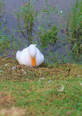 Meditating Swan