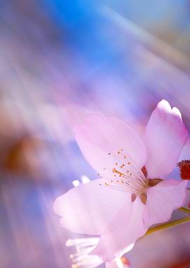 Sakura Heavenly Light