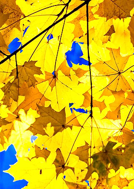 Golden Autumn Maple Leaves
