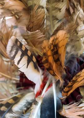 Bunch Of Colorful Feathers