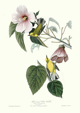 Blue winged Yellow Warble