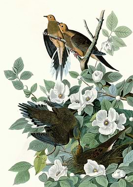 Carolina Turtle Dove