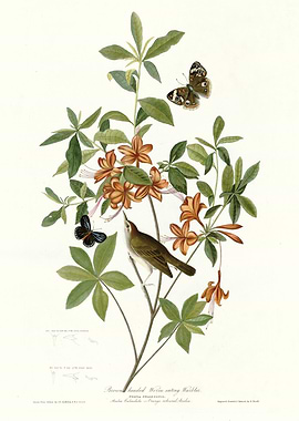 Brown headed Worm eating