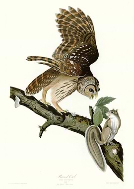 Barred Owl