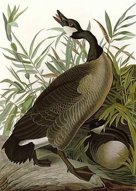 Canada Goose