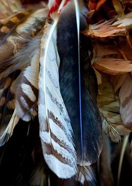 White Feather Head Dress
