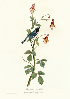 Blackburnian Warbler