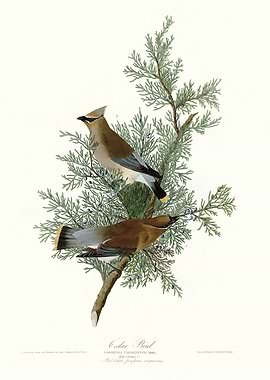 Carolina Turtle Dove