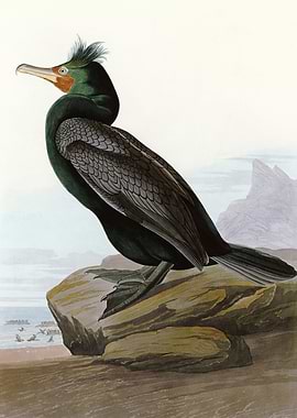 Double crested Cormorant