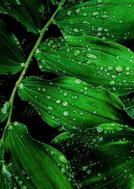 green leaf