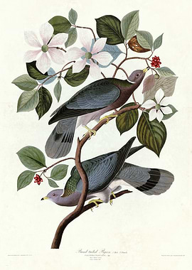 Band tailed Pigeon