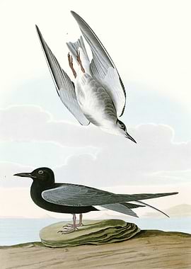 Black Tern