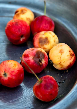 Red Crabapples Grey Plate