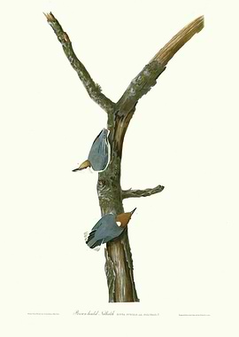 Brown headed Nuthatch